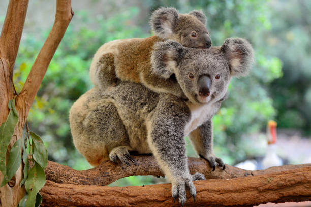 mother koala with baby on her back, on eucalyptus tree.
